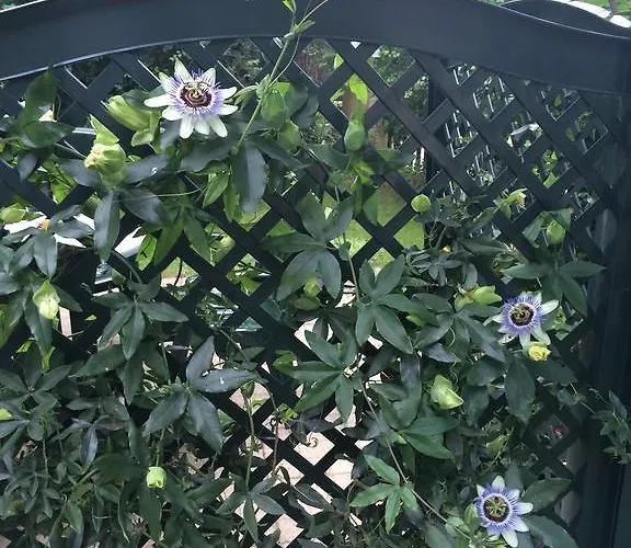 דירה Exquisites Gartenapartment In Eleganter Jugendstilvilla *